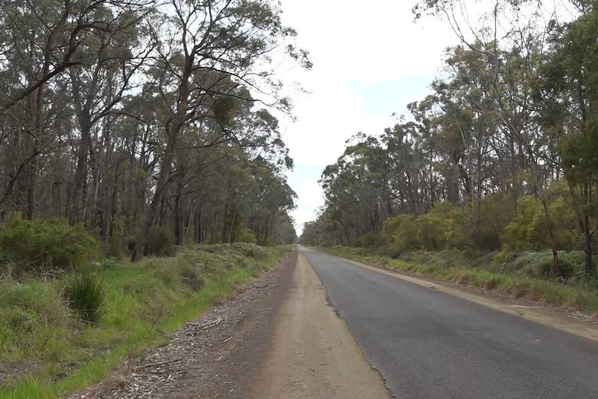 a forest with a small bitumen road