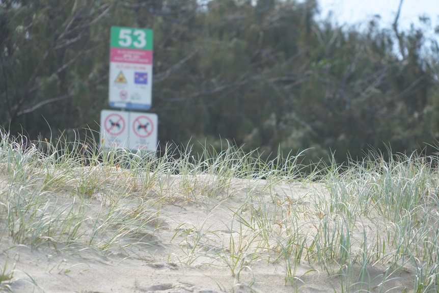 Dunes in the foreground and blurred out beach access sign in the background