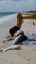 Mammoth operation under way to remove 31-tonne whale carcass from Perth beach — video