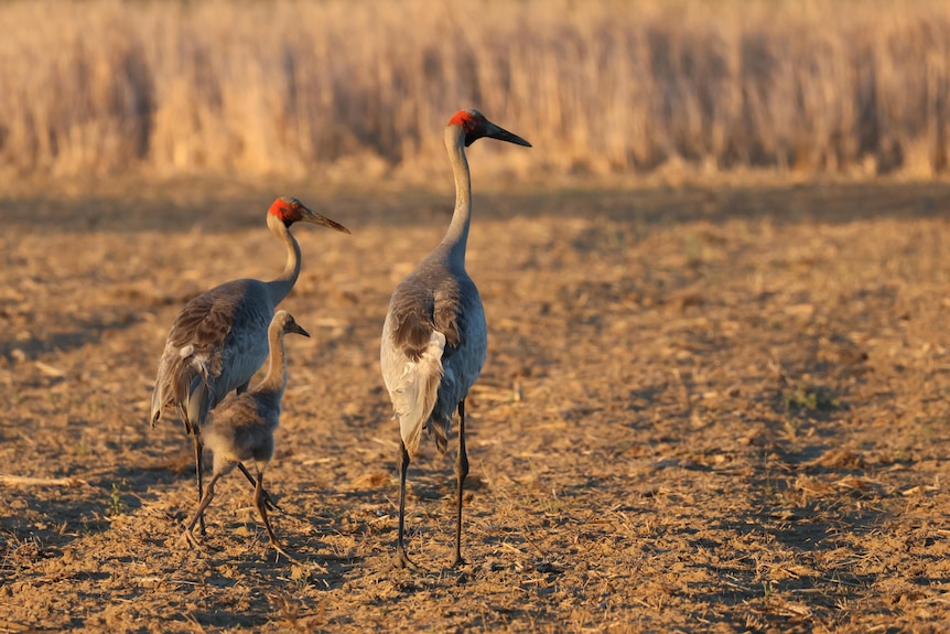 Three birds walking along a grassy patch of the wetlands.