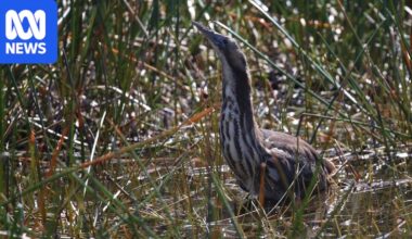 Bird flu and wind farm spark fears for threatened species at Ramsar-listed wetlands