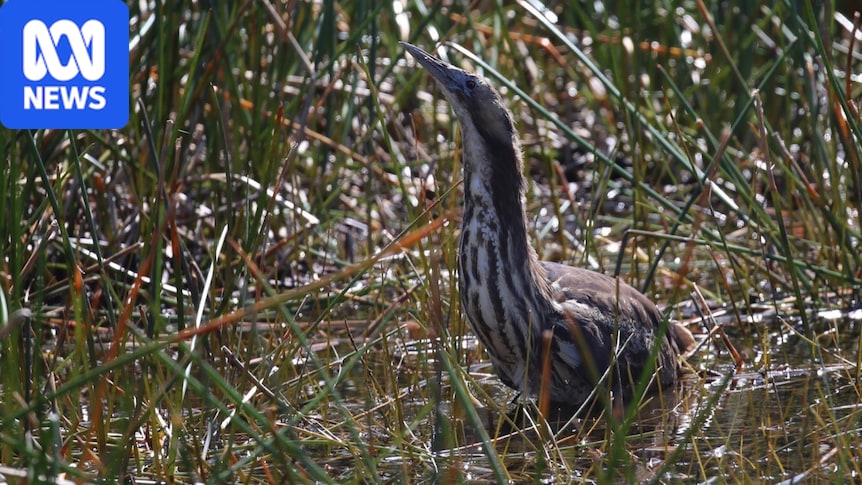 Bird flu and wind farm spark fears for threatened species at Ramsar-listed wetlands