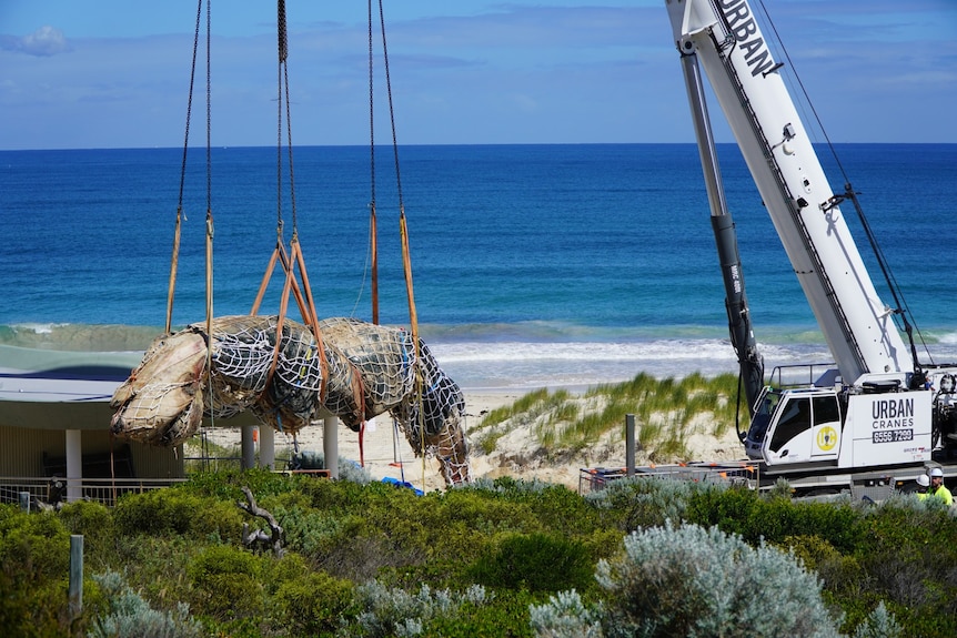 A crane hoists a dead whale wrapped in tarpaulin with the ocean in the background