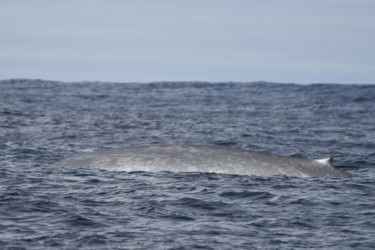 The back of a whale poking up just above the water's surface.