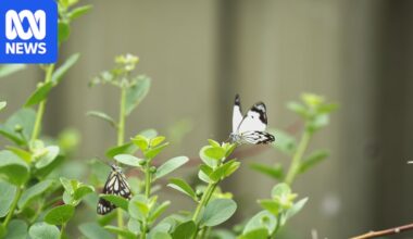 Caper white butterflies flock to Adelaide to escape Central Australian heat