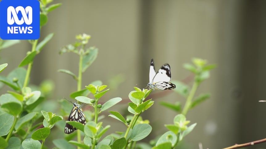 Caper white butterflies flock to Adelaide to escape Central Australian heat
