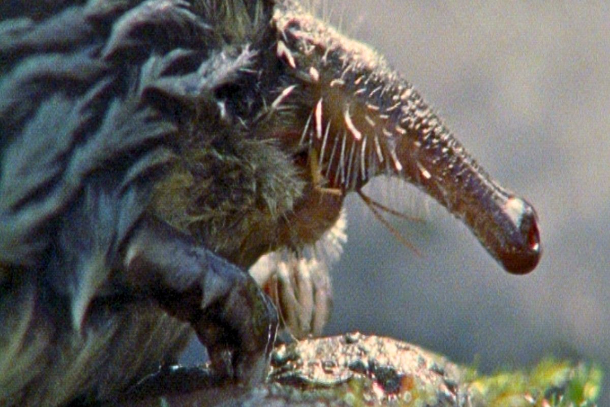 Pyrenean desman
