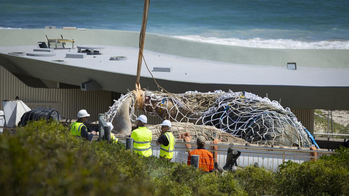 Shark warning issued after whale carcass finally removed - The West Australian