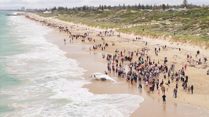 The humpback whale had attracted huge crowds to the coast and led to the closure of beaches.