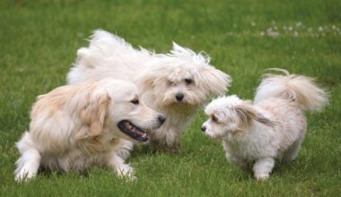 City forced to postpone ‘one of their most anticipated’ events after deadly dog virus detected in Perth