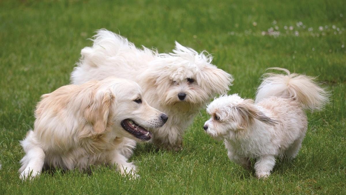 City forced to postpone ‘one of their most anticipated’ events after deadly dog virus detected in Perth