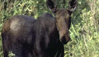 Fish and Game kills 2 moose that wandered into Pocatello freeway interchange | Psa