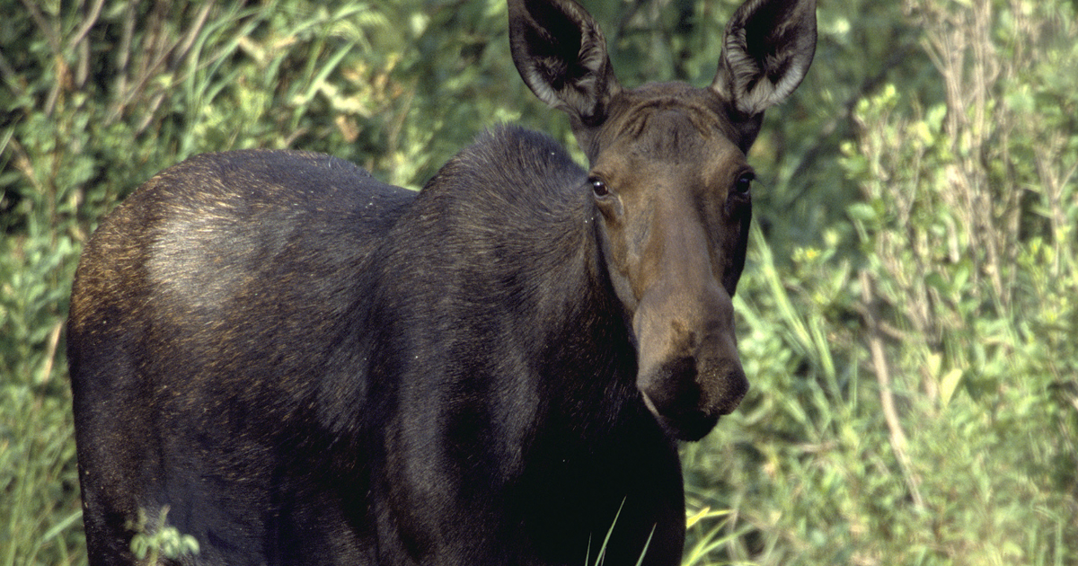 Fish and Game kills 2 moose that wandered into Pocatello freeway interchange | Psa