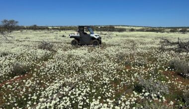 Farmers fight to keep WA’s iconic wildflowers in bloom