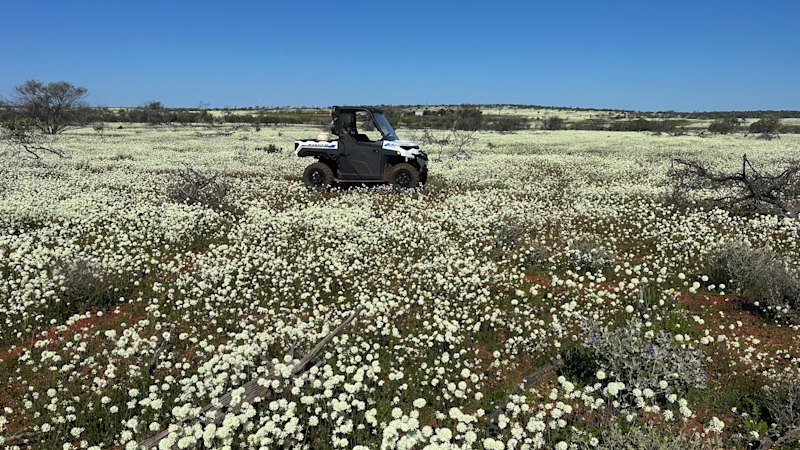 Farmers fight to keep WA’s iconic wildflowers in bloom