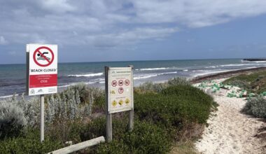 Perth locals reveal thoughts about swimming this summer after several whale carcasses wash up on beaches