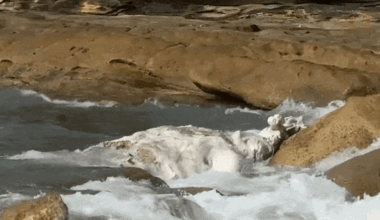 Maroubra, Coogee beaches closed after whale carcass discovered close to shore