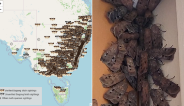 Bogong moths could stick around for months but biologist says it’s all a promising sign for nature