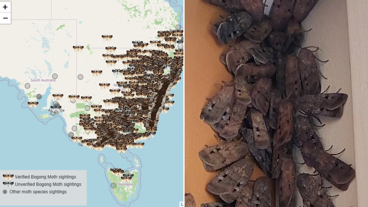 Bogong moths could stick around for months but biologist says it’s all a promising sign for nature