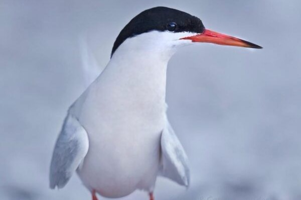 A white bird with a black head and a red beak.