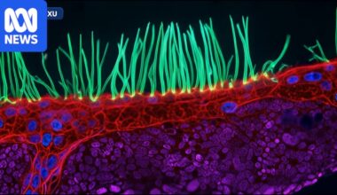 Winner of Nikon's Small World In Motion competition was AI generated