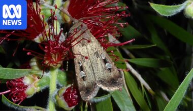 Bogong moths have arrived in Sydney, Canberra and coastal NSW. When will they go?