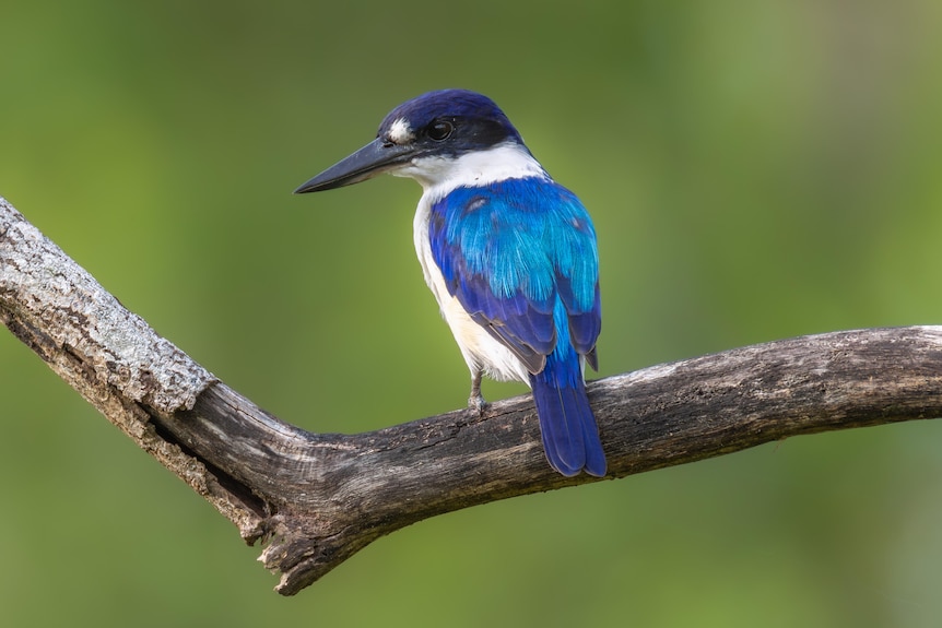 A bird with bright blue, purple, white and black feathers is perched on a branch, leaves and greenery are in the background.