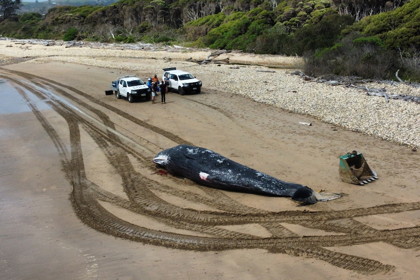 The beach, two utes, a dead whale