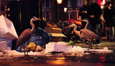 Grey herons in Amsterdam’s famous Albert Cuyp Market.