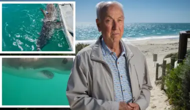 Retired fisheries scientist Jim Penn exposes scary truth about shark numbers off WA’s coast