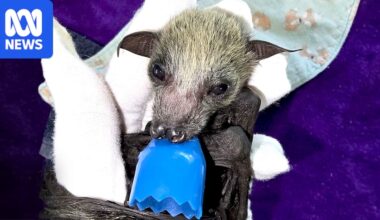 Wildlife carers stunned by surge of premature flying fox births across NSW
