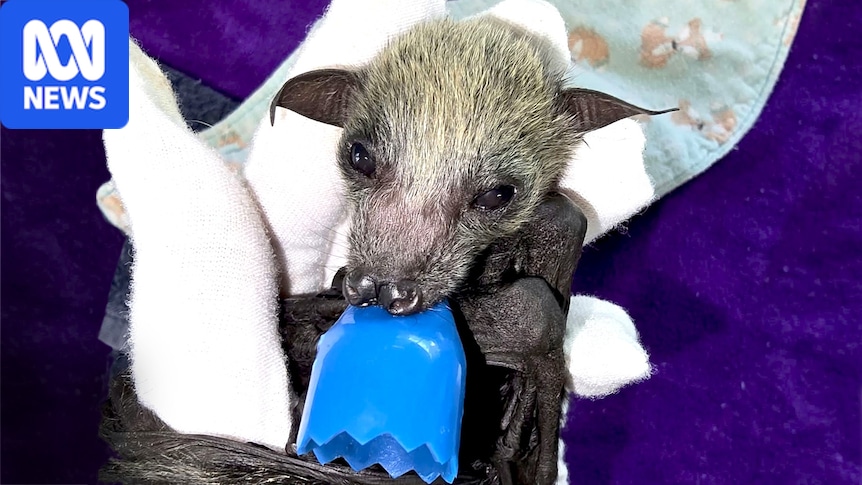 Wildlife carers stunned by surge of premature flying fox births across NSW