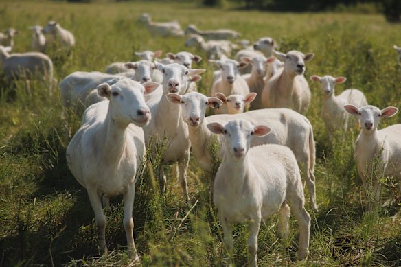 Sheep at a farm in Kansas. Parts of the domestic lamb industry have called for import restrictions to help redress a “crisis”.