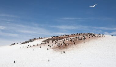 A colony of gentoo penguins on Half Moon island. Antarctica. Credit: kertu_ee