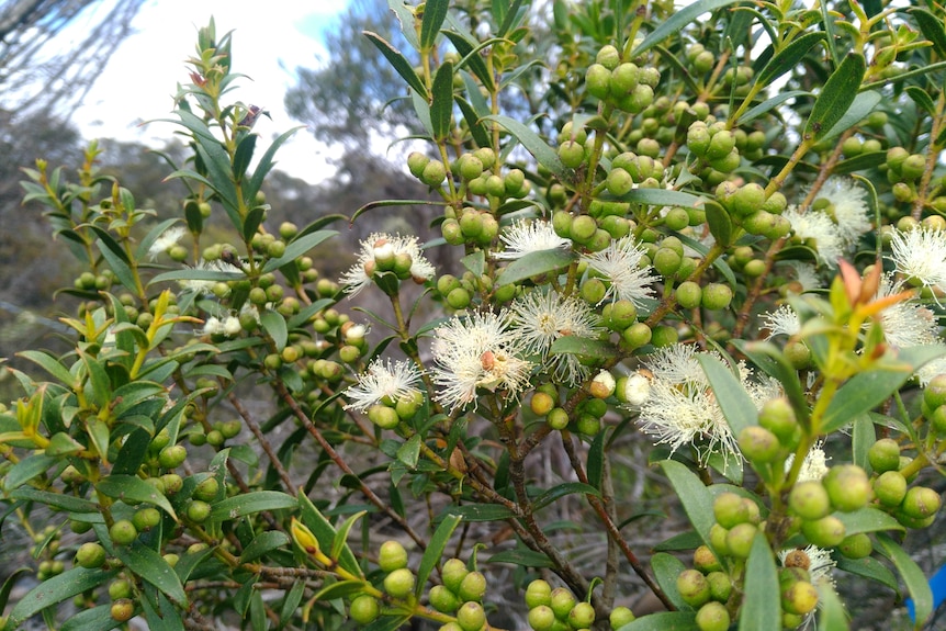 The flowers and buds of a Eucalyptus recurva.