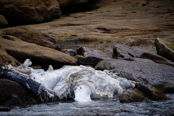 The whale’s body is too decomposed for reliable testing, authorities said.