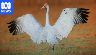 Genetic rift in Australia's brolgas is putting southern population at risk
