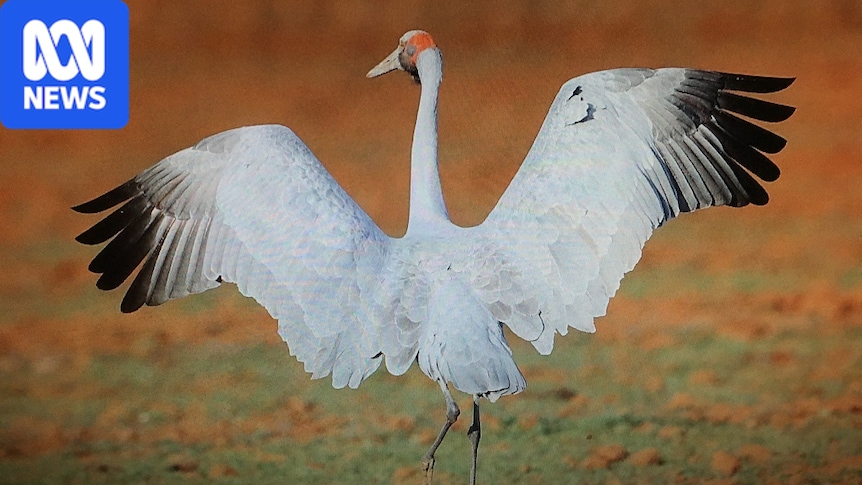 Genetic rift in Australia's brolgas is putting southern population at risk