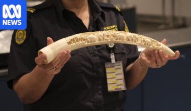Australia is no longer promising to ban domestic trade of elephant ivory