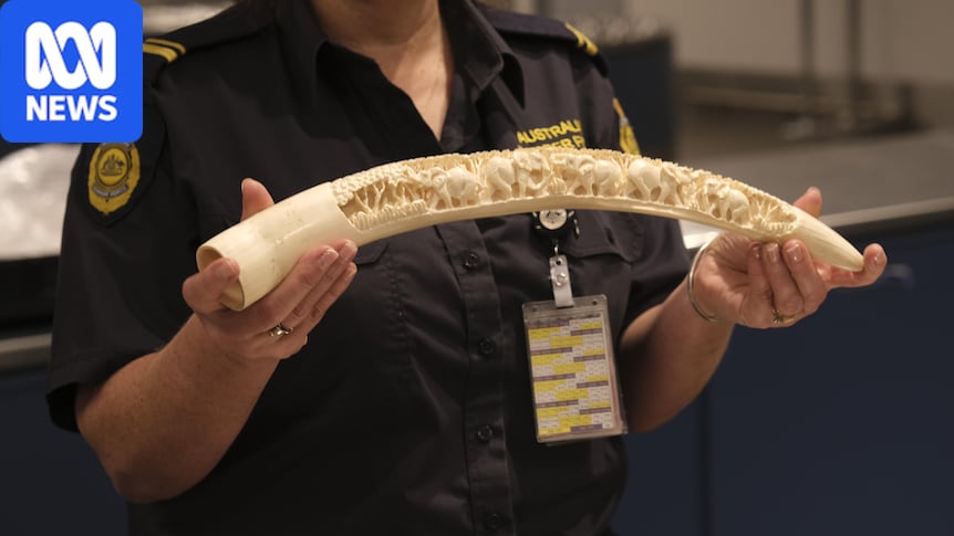 Australia is no longer promising to ban domestic trade of elephant ivory
