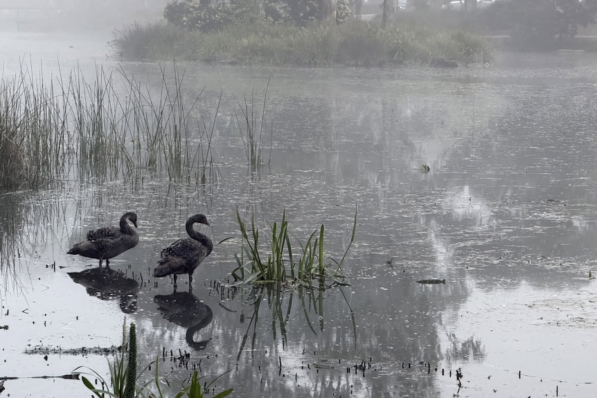 ducks stand in a river on an overcast and rainy day in caroline springs victoria