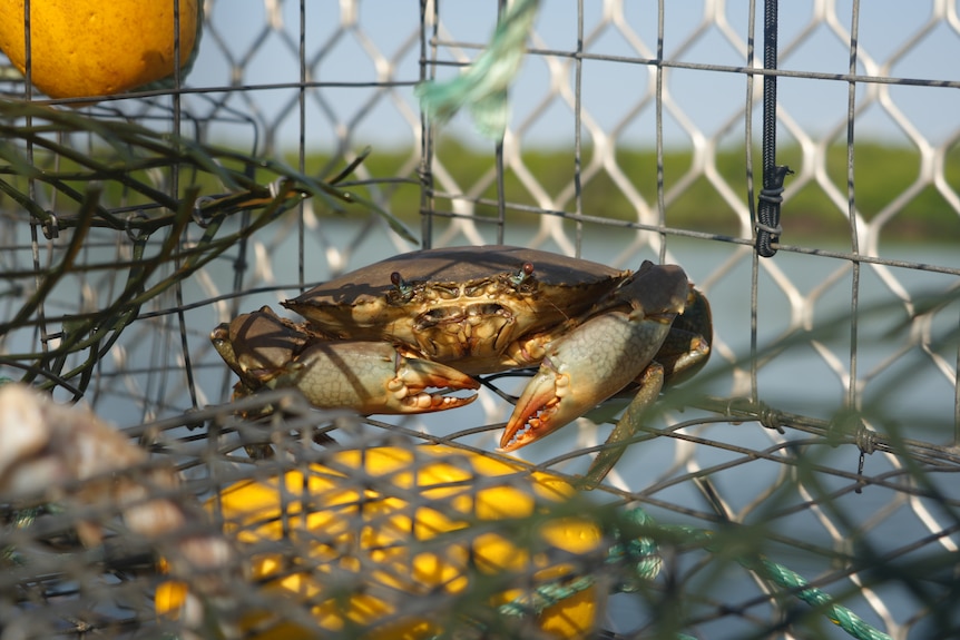 A mud crab in a metal cage.