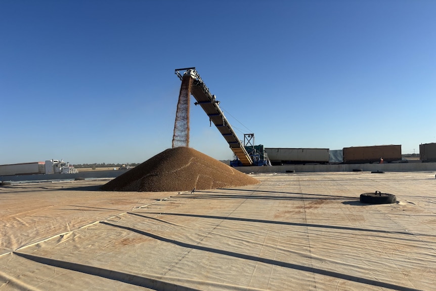 Large pile of chickpeas with trucks in the background
