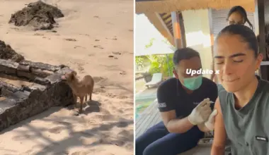 Romeo Beckham’s girlfriend Kim Turnbull has rabies scare after dog bite on Indonesia trip