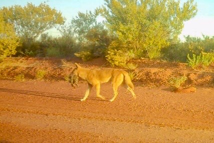 A dingo on a red dirt road with a cat in its mouth