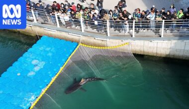 Third attempt to rescue shark trapped in South Korean port fails