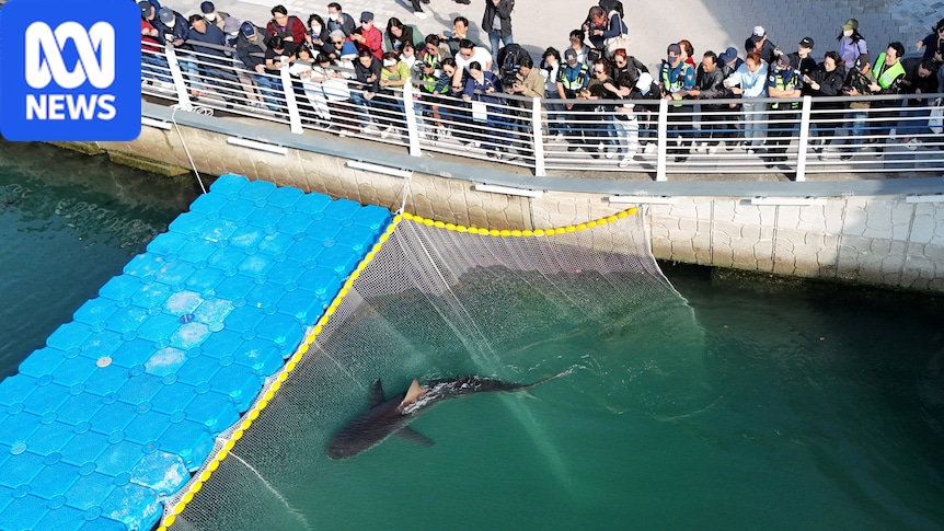 Third attempt to rescue shark trapped in South Korean port fails