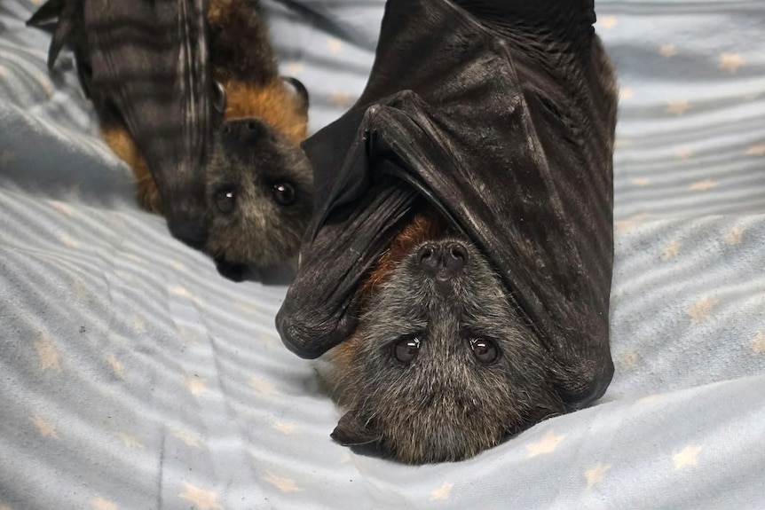 Some rescued bats hanging upside down in a cage.