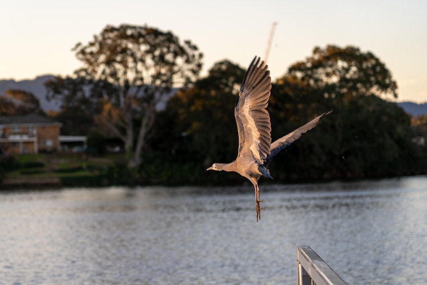 A bird takes flight in afternoon light with a river below and vegetation