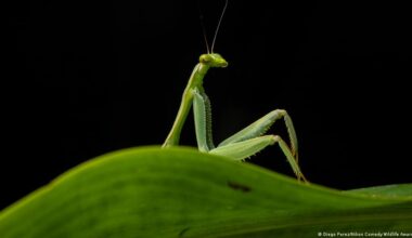 Comedy Wildlife Awards 2026: Funniest animals worldwide